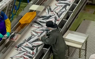 VISITE D’UNE USINE DE POISSON À MOSCOU